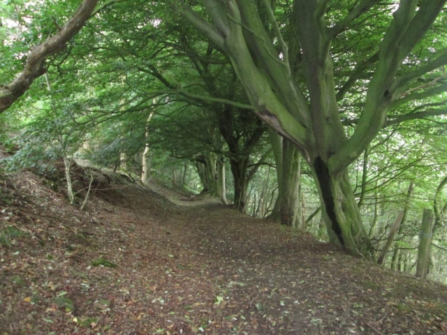 Newton Bank woodland path