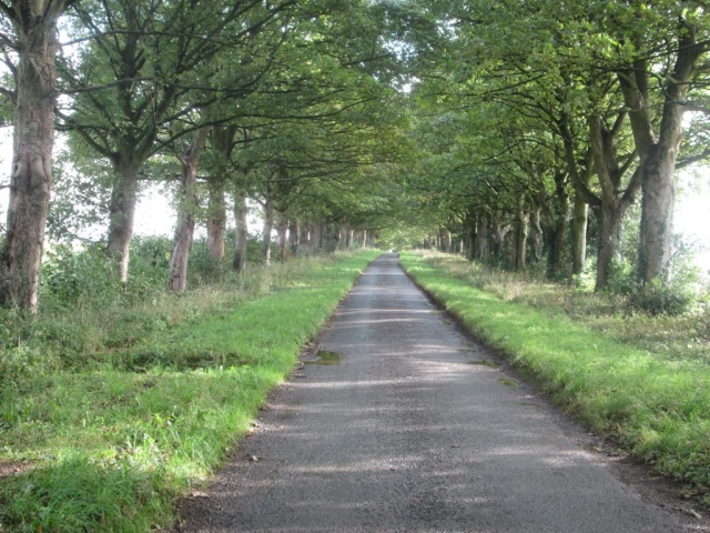 Tree lined avenue in North Yorkshire