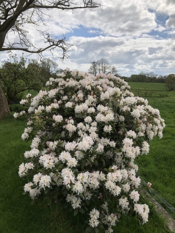 rhododendron bush in staffordshire