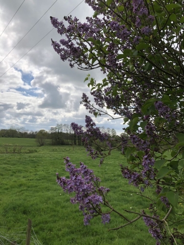 staffordshire lilac