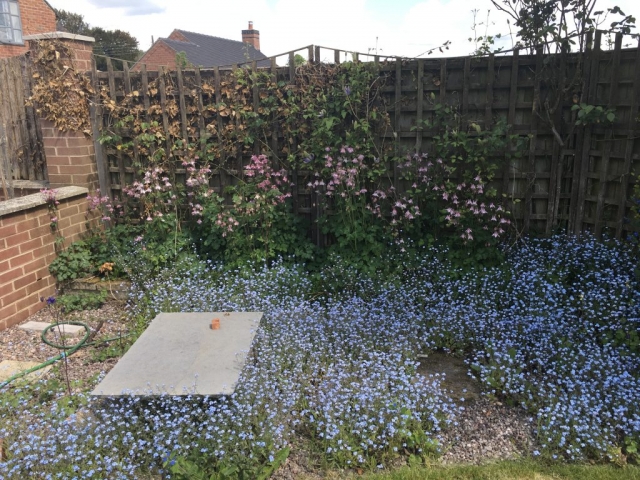 Carpet of forget-me-not