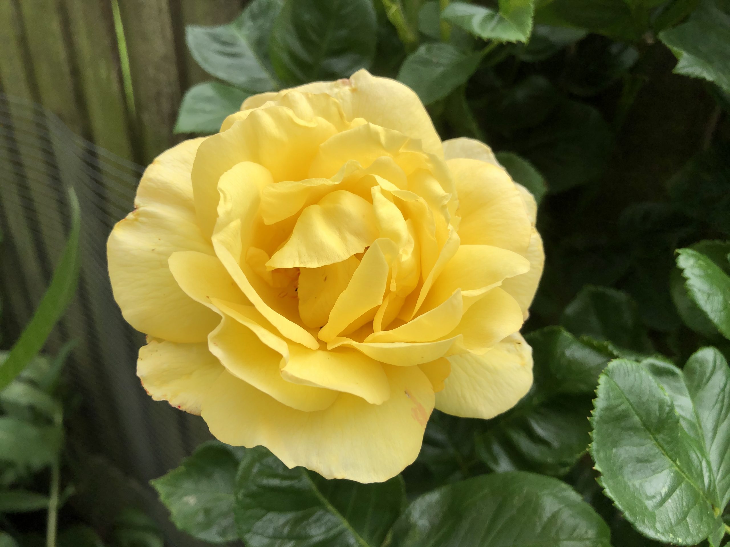 Pretty yellow rambling rose