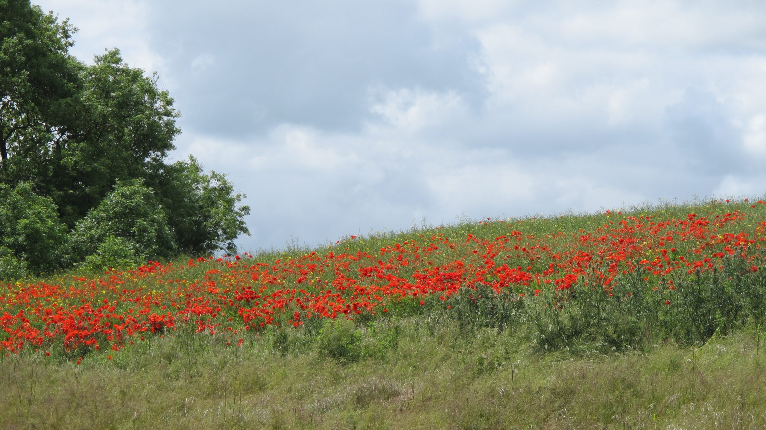 Poppies adding a splash of colour to the green countryside