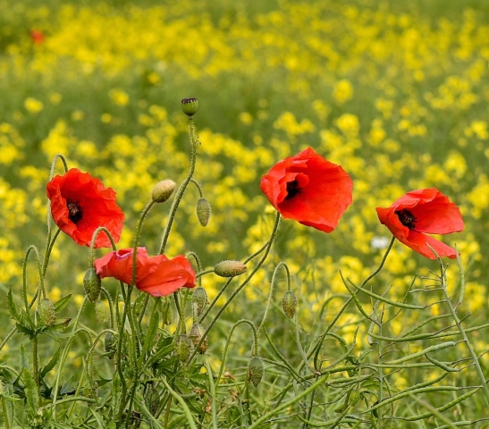 The chalkland seems ideal for poppies